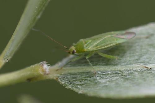 Orthotylus interpositus