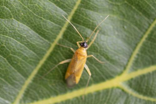 Phylus melanocephalus