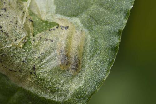 Pegomya sp.