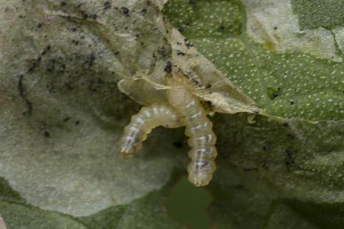 Réf. 359 488 : Pegomya sp.