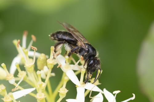 Andrena sp.