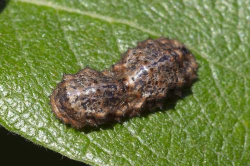 Didea sp.