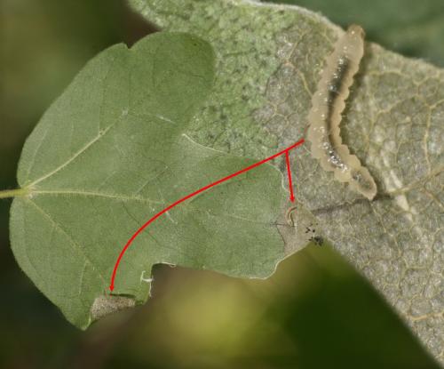 Caloptilia sp.
