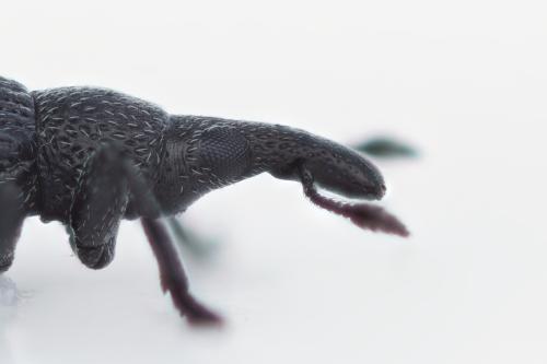 Réf. 359 325 : Aizobius sedi