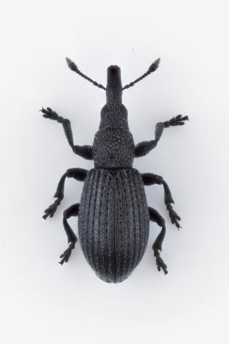 Aizobius sedi