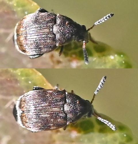 Bruchinae