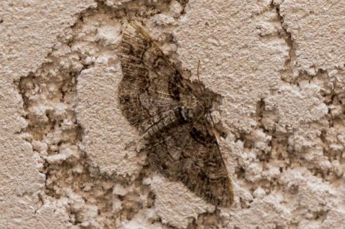 Cleora cinctaria