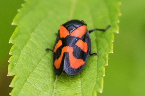Cercopis vulnerata