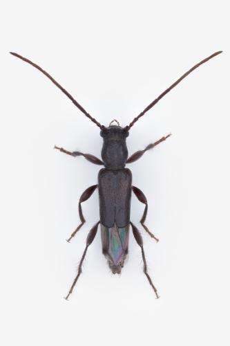 Nathrius brevipennis