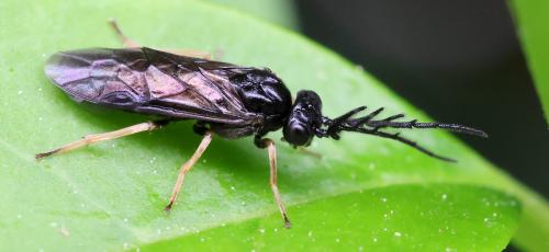 Cladius pectinicornis
