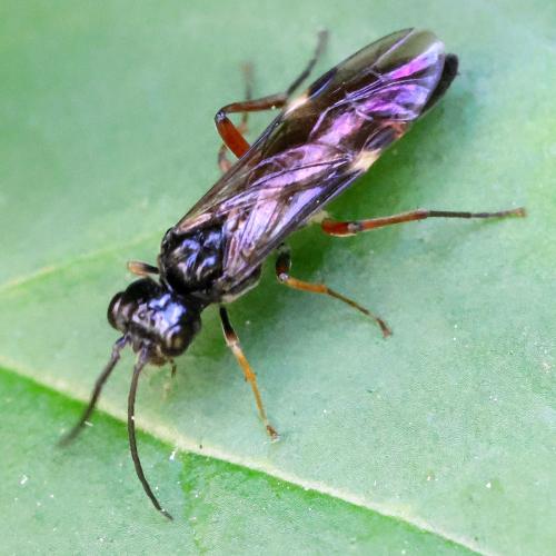 Emphytus melanarius