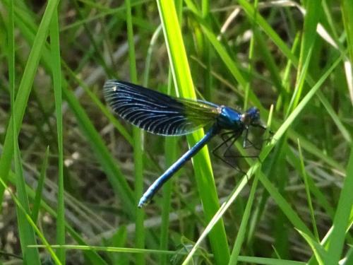 Calopteryx splendens