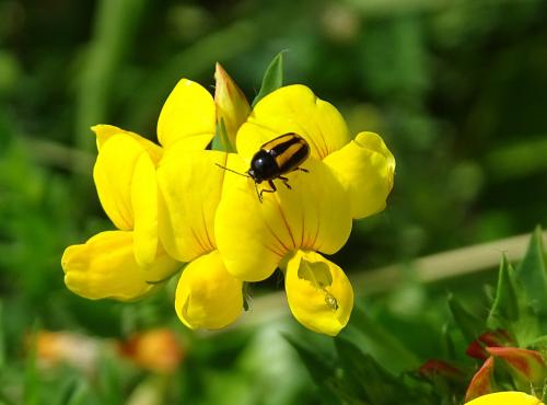 Cryptocephalus vittatus