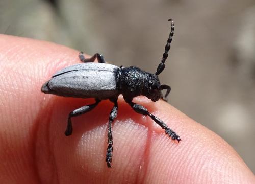 Iberodorcadion fuliginator