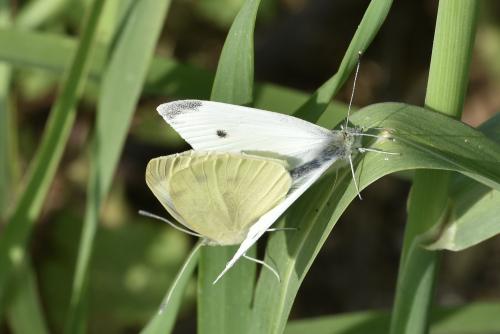 Pieris rapae