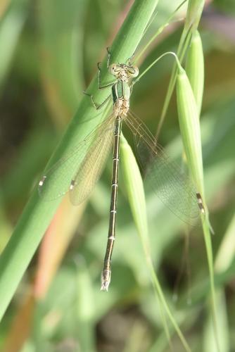 Lestes barbarus