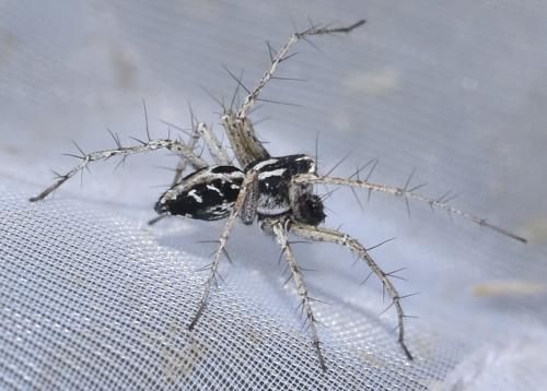 Oxyopes heterophthalmus