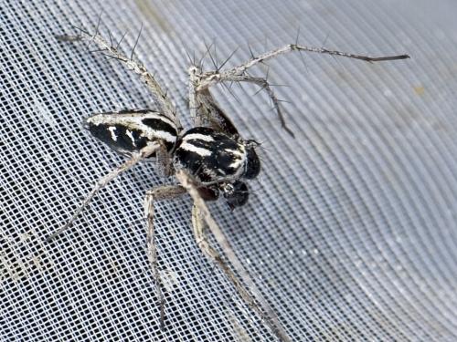 Oxyopes heterophthalmus