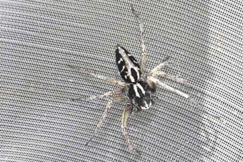 Oxyopes heterophthalmus