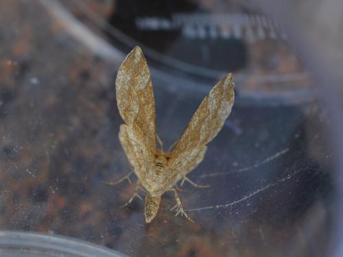 Cepphis advenaria