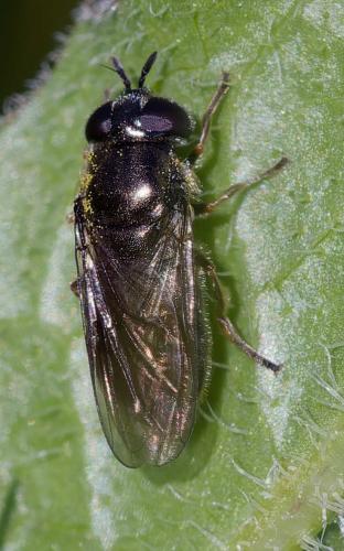 Pipizella sp.