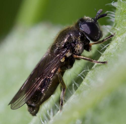 Pipizella sp.