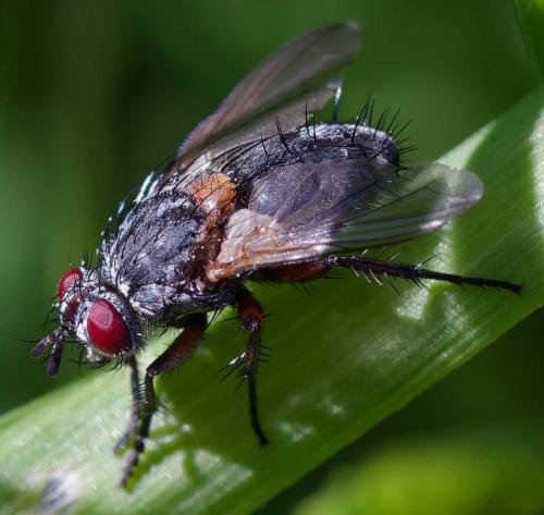Linnaemya lithosiophaga