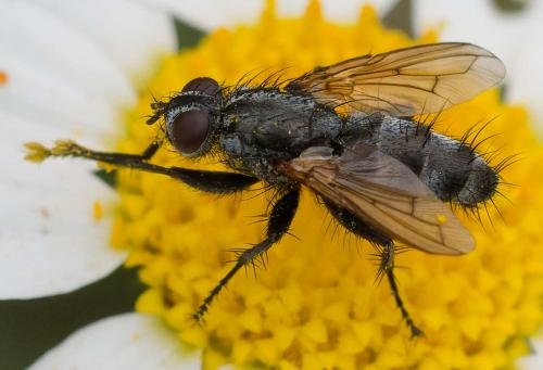 Stevenia umbratica