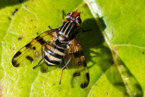Otites porcus