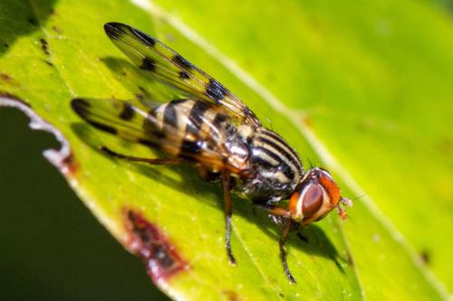 Otites porcus