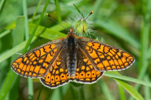 Euphydryas aurinia