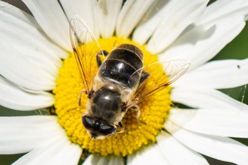 Eristalis tenax
