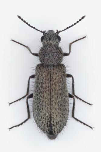 Dasytes sp.