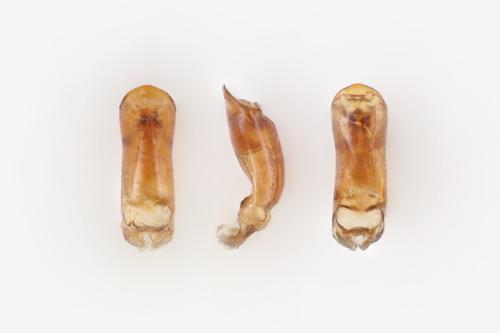 Phratora vitellinae