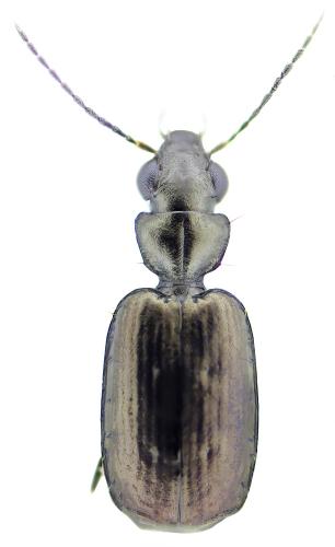 Syntomus foveatus