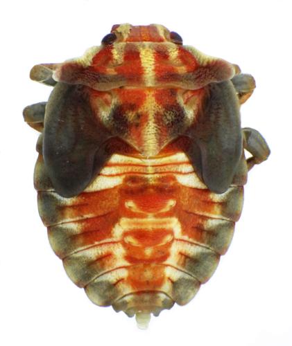 Réf. 359 869 : Carpocoris mediterraneus