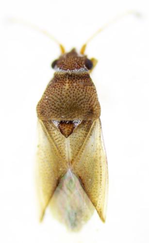 Cymus melanocephalus