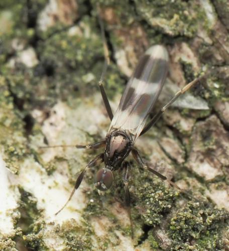Tachydromia umbrarum
