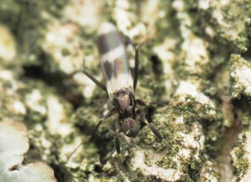 Tachydromia umbrarum