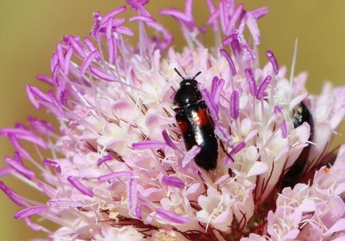 Divales bipustulatus