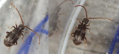 Ptinus lichenum