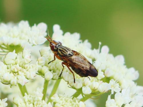 Dorycera graminum