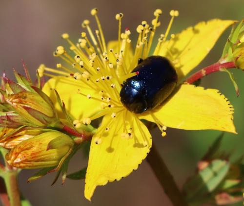 Chrysolina sp.