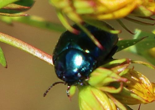 Chrysolina sp.