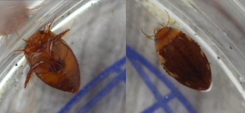 Laccophilus minutus