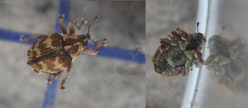 Coeliodes sp.