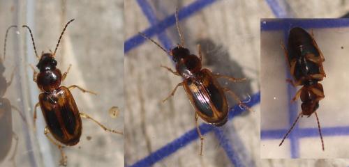 Acupalpus maculatus