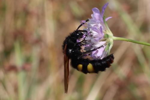 Megascolia maculata maculata