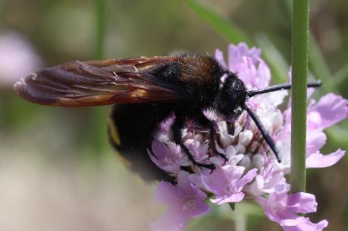 Megascolia maculata maculata