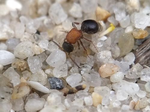 Smicromyrmini